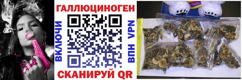 это телеграм  Дзержинск  Галлюциногенные грибы Cubensis  наркота 